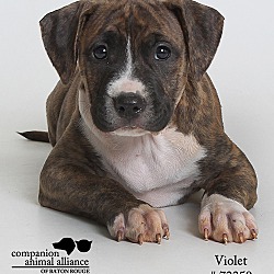 Thumbnail photo of Violet  (Foster Care) #3