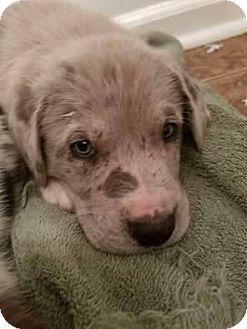 weimaraner great pyrenees mix