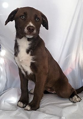 Mooresville Nc Labrador Retriever Meet Milly A Pet For Adoption