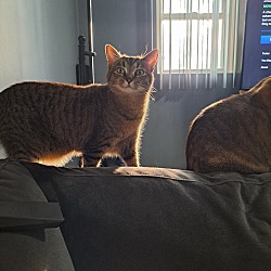Photo of Apple & Sage
