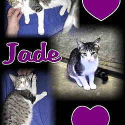 Photo of Jade (AKA Flint)