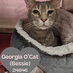 Photo of Georgia Cat aka (Bessie)
