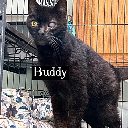 Thumbnail photo of Buddy #2