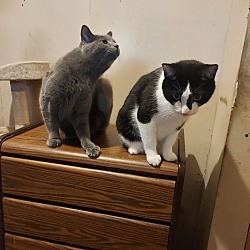 Photo of Buddy and Boots