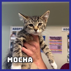 Thumbnail photo of Mocha #1