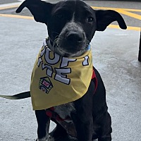adopt a pet
