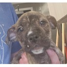 Adopt A Pet :: Midge - Jackson, MI