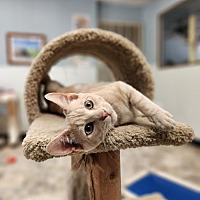 adopt a pet