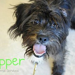 Thumbnail photo of Chipper #1