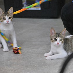 bonded pet photo