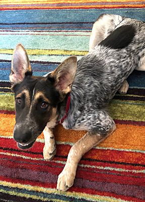 cattle dog and german shepherd mix