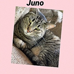 Photo of Juno