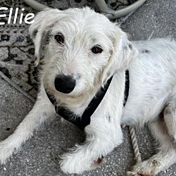 Thumbnail photo of Ellie and pups #1