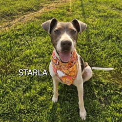 Thumbnail photo of Starla #4
