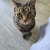 Adopt A Pet :: Lucy - Leonardtown, MD