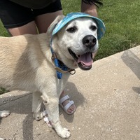 adopt a pet