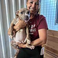 adopt a pet