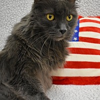 adopt-pet