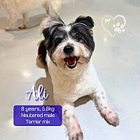 adopt-pet
