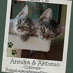 Thumbnail photo of ANNIKA & ANTONIO #1