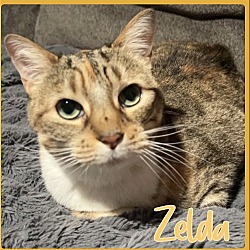Photo of ZELDA