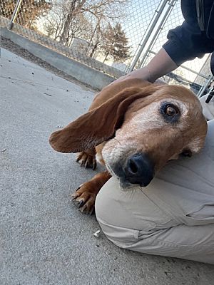 Ulysses, KS - Basset Hound. Meet Betty a Pet for Adoption - AdoptaPet.com