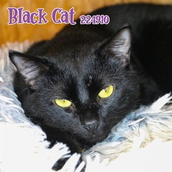 Photo of BLACK CAT