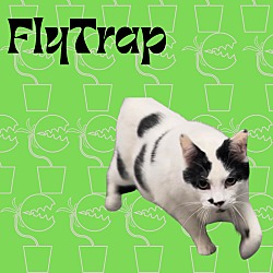 Photo of Flytrap