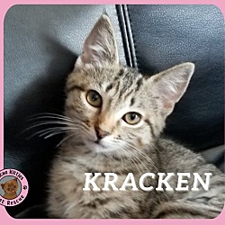 Thumbnail photo of Kracken #1