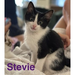 Thumbnail photo of Stevie #1