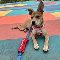 adopt a pet