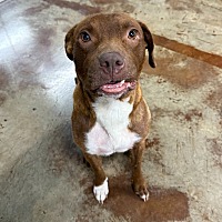 adopt a pet