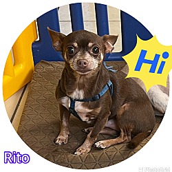 Photo of Rito