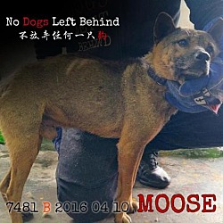 Photo of Moose 7481