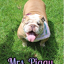 Thumbnail photo of Mrs Piggy #2