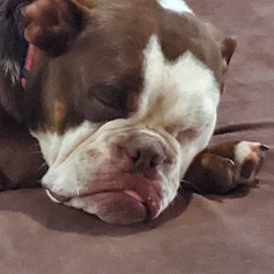 Photo of Clyde the Bulldog