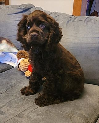 Woodsfield, OH - Cocker Spaniel. Meet Chocolate Cocker pup a Pet for ...