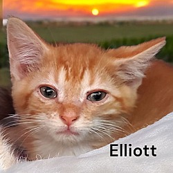 Thumbnail photo of Elliott #2