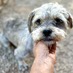 Thumbnail photo of Smokey (Hypoallergenic) #3