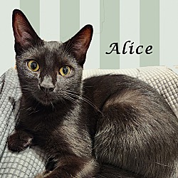 Thumbnail photo of ALICE #4