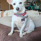 Adopt A Pet :: Clarissa - Portland, OR