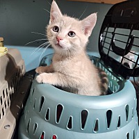 adopt a pet