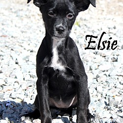 Thumbnail photo of Elsie ~ meet me! #1