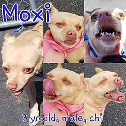 Photo of Moxi