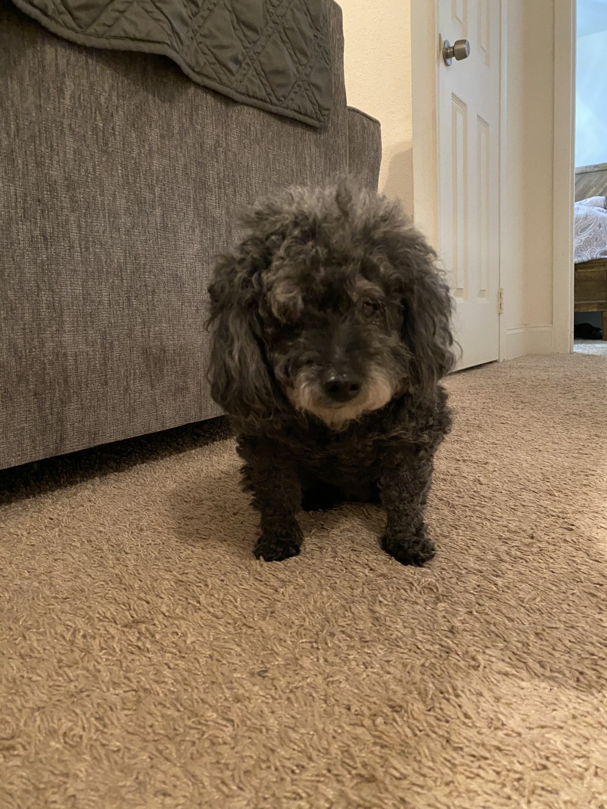 Adopt Dixie a Black Poodle (Toy or Tea Cup) / Mixed dog in Jacksonville