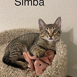 Thumbnail photo of Simba Lloyd #4