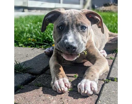 Springfield, IL - American Pit Bull Terrier/Mixed Breed (Medium). Meet ...