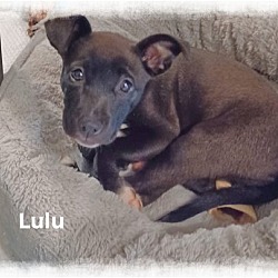Photo of Lulu