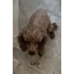 Thumbnail photo of Lucy #19 #2