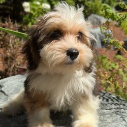 Thumbnail photo of Oakley the handsome Havanese #4